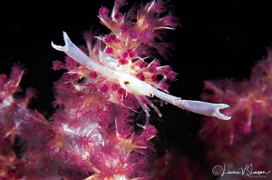 It Was This Big!/White crab photographed with a Canon 60 ... by Laurie Slawson 